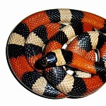 Milksnake- red to black, venom lack. 